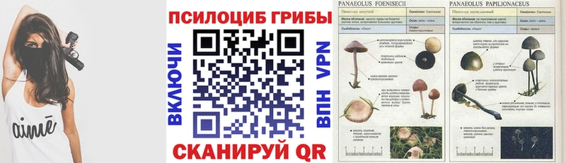 купить наркотики цена  Сортавала  Псилоцибиновые грибы Psilocybine cubensis 